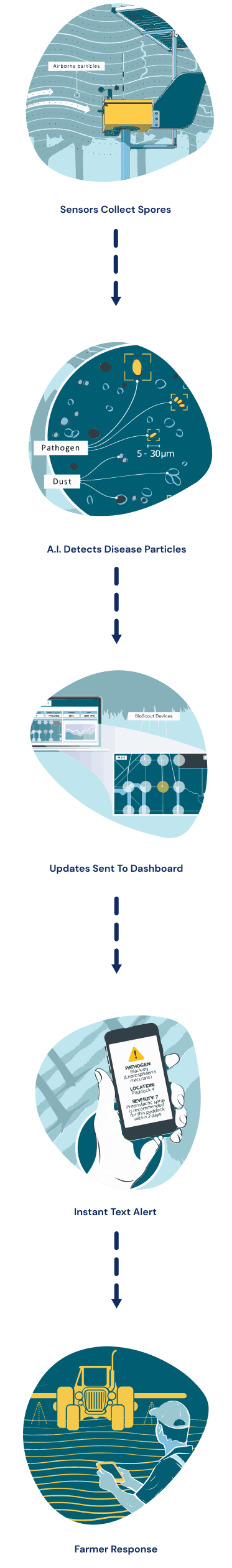 The BioScout process